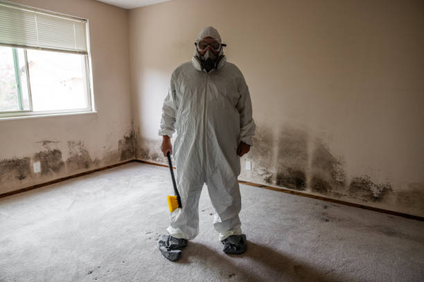 Best Attic Mold Remediation in Union, OH