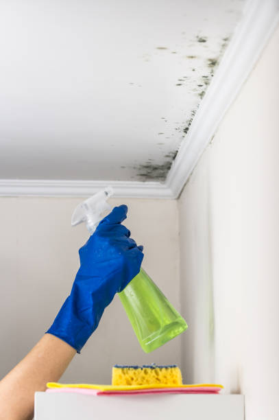 Best Kitchen Mold Remediation in Union, OH